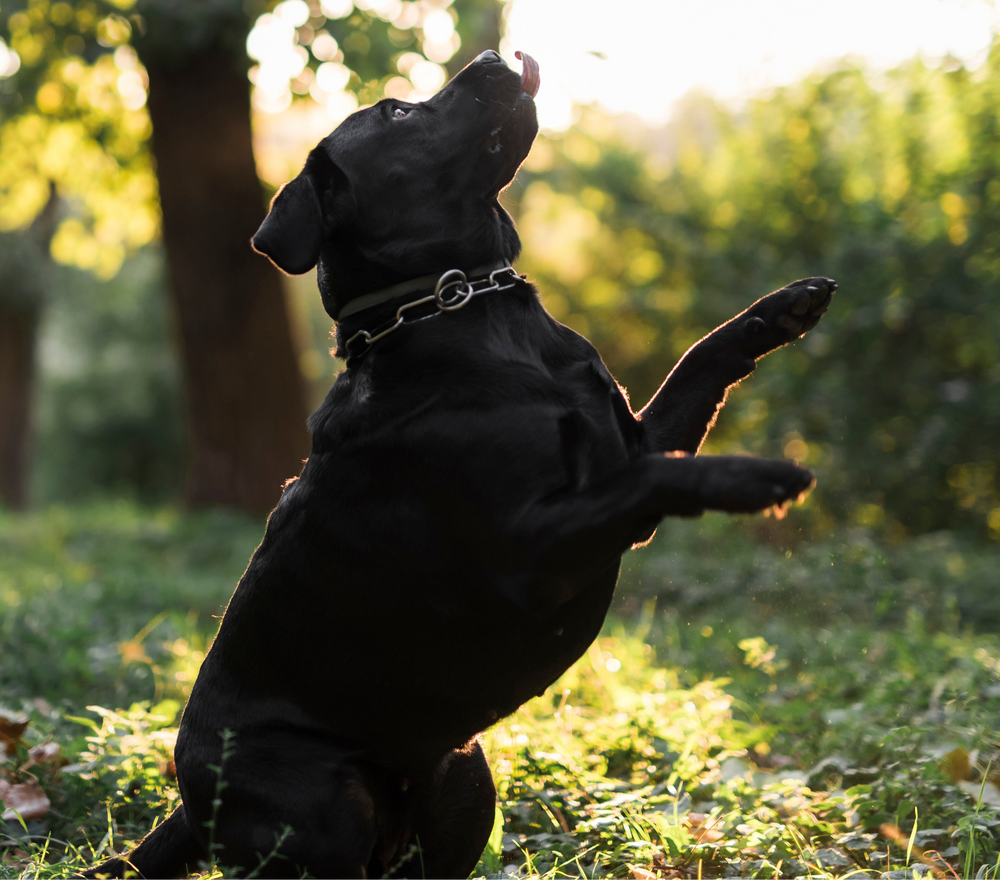 Bundles– Made for Spoiling Them Silly